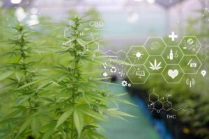 Best Cannabis Seeds for Beginners