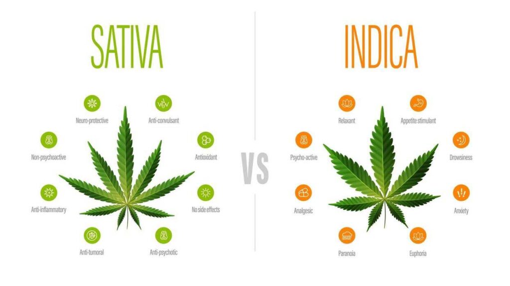 Indica vs Sativa: Understanding the Difference
