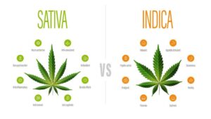 Indica vs Sativa: Understanding the Difference