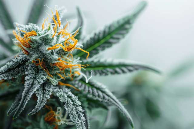 Premium cannabis flower close up